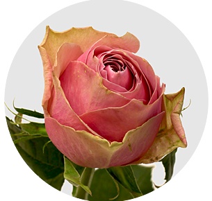 Роза Афина роял (Athena Royal)