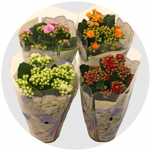 Каланхоэ (Kalanchoe) Каланхоэ (Kalanchoe)