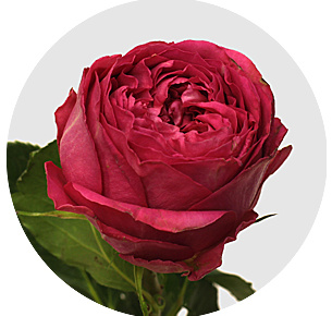 Роза Пинк иллюжн (Pink Illusion)