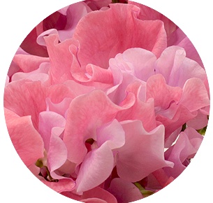 Латирус Салмон корал (Salmon Coral)