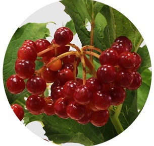 Вибурнум красный