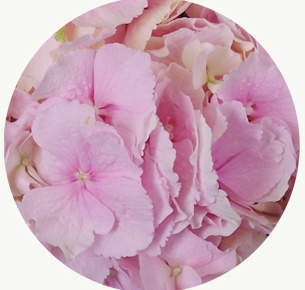 Гортензия светло-розовая