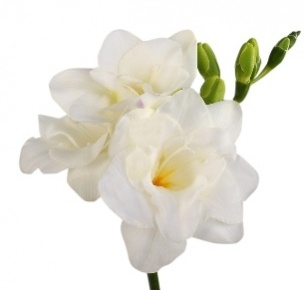 Фрезия белая