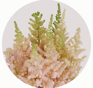 Астильба розовая