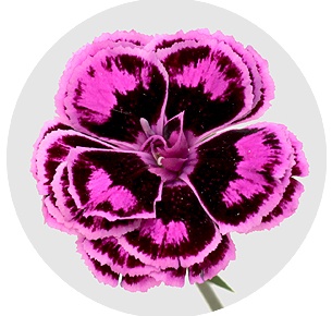 Диантус барбатус Тропик баттерфляй (Dianthus 'Tropic Butterfly' (Tropic Butterfly)