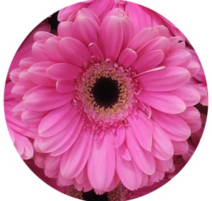 Гербера Дример (Dreamer)