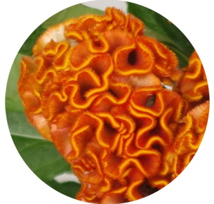 Целозия гребенчатая оранжевая