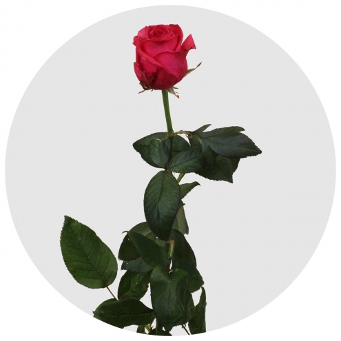 Роза Айви+ (Ivy+) Роза Айви+ (Ivy+)