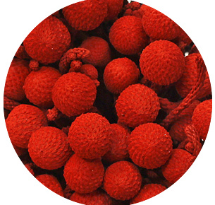 Бруния Альбифлора крашеная красная (Brunia Albiflora Red)