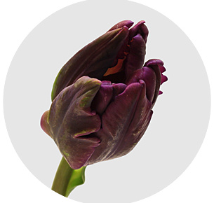 Тюльпан Сикрет Пэррот (Secret Parrot )