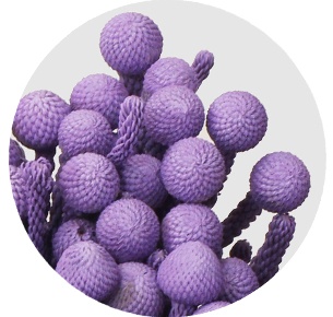 Бруния крашеная Силвер Милка (Silver Milka)