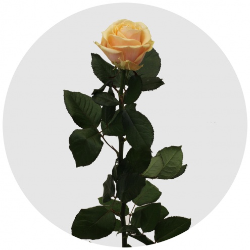 Роза Аваланж Перл (Avalanche Pearl) Роза Аваланж Перл (Avalanche Pearl)