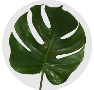 Монстера (Monstera)