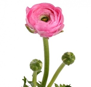 Ранункулус розовый