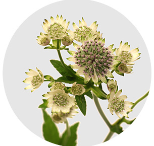 Астранция Биллион стар (Billion Star)