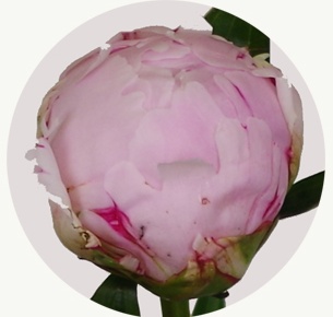 Пион Сара Бернар (Sarah Bernhardt)