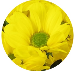  Хризантема кустовая Баккарди  Санни (Bacardi sunny)