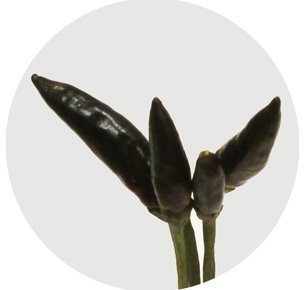 Капсикум Блэк Файер (Capsicum Black Fire)