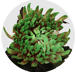 Хризантема одноголовая Антонов Баблишес (Antonov Bubblicious)