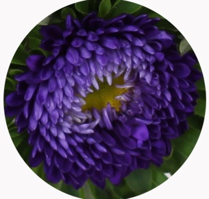 Астра китайская Каллистефус голубая (Callistephus light blue)