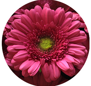 Гербера Самара (Samara)