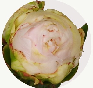 Пион Топ Брасс (Top Brass)