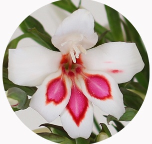 Гладиолус нанус Принц Клаус (Gladiolus nanus Prins Claus)