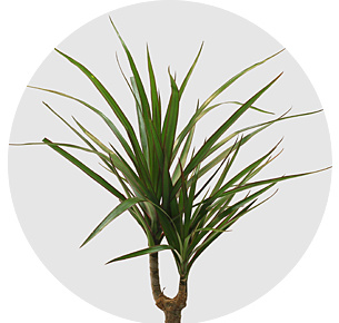 Драцена (Dracaena)