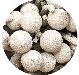 Бруния крашеная белая (White)