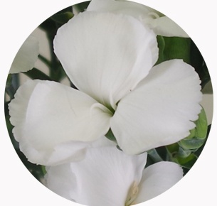 Гвоздика кустовая Соломио Кен (Dianthus Solomio Ken)