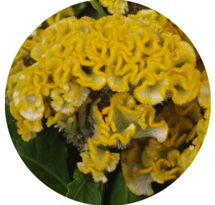 Целозия гребенчатая желтая