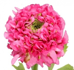 Ранункулус Пон-Пон розовый