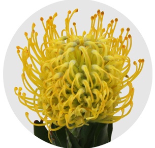 Протея Нутан Джелена еллоу (Jelena Yellow)
