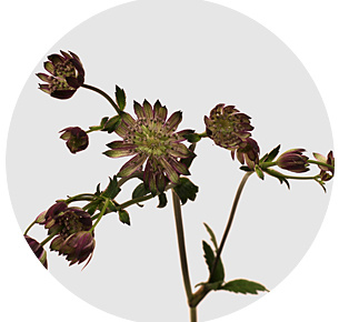 Астранция Сато оф флейм (Star of Flame)