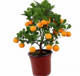 Каламондин (Calamondin)