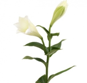 Лилия Вотч Ап  (Watch Up)