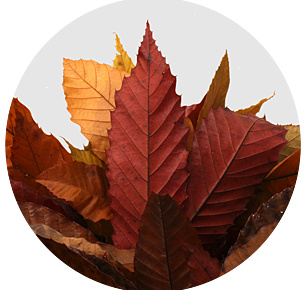 Эвкалипт Стюартиана (Stuartiana)