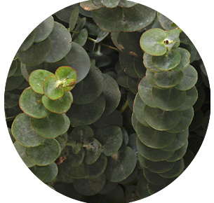 Эвкалипт Бэби блю (Baby Blue)