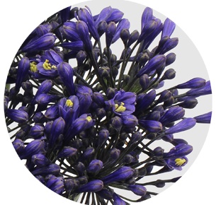 Агапантус синий