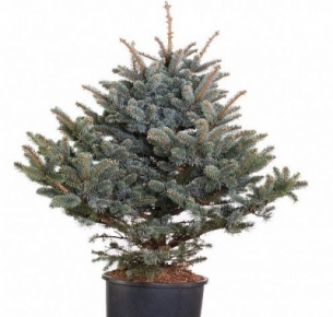 Пицея Пунгенс Глаука (Picea Pungens Glauca)