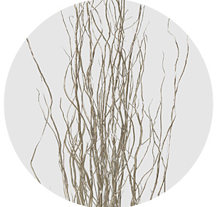 Корилус крашеный серебряный (Silver)