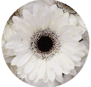 Гербера мини Резиденс (Residence)