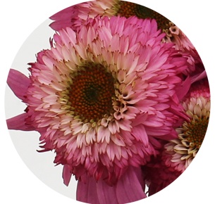 Эхинацея Катарина (Echinacea Catharina)
