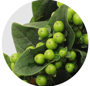 Хиперикум зелёный