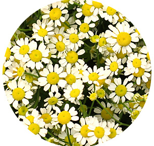 Матрикария Сингл Вегмо (Single Vegmo)