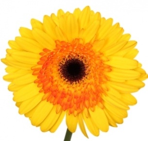 Гербера Кабана (Cabana)