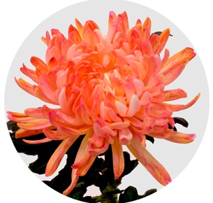 Хризантема одноголовая Антонов Муншайн (Moonshine)