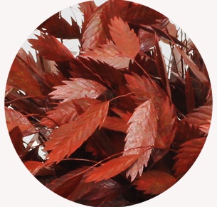 Хасмантиум крашеный красный (Red)