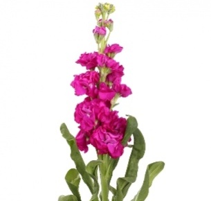 Левкой малиновый