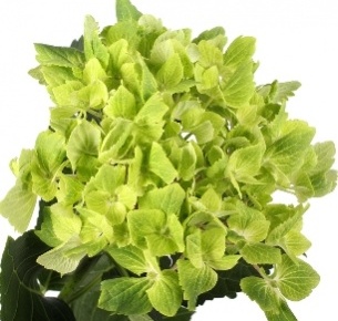 Гортензия светло зеленая